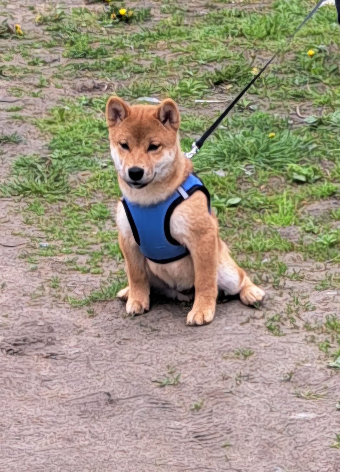 Rubylight Leo. Американская акита I Сиба ину I Питомник RUBYLIGHT