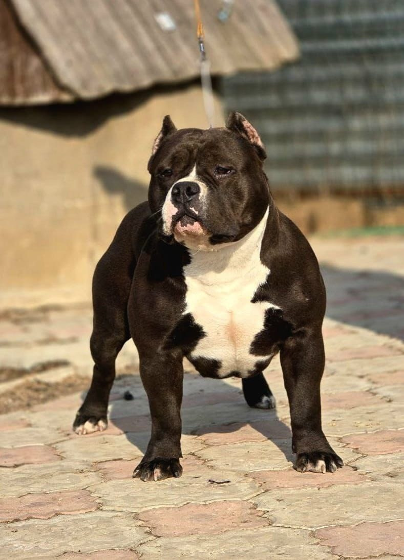 Щенки Американский булли. ПИТОМНИК СОБАК ПОРОДЫ АМЕРИКАНСКИЙ БУЛЛИ