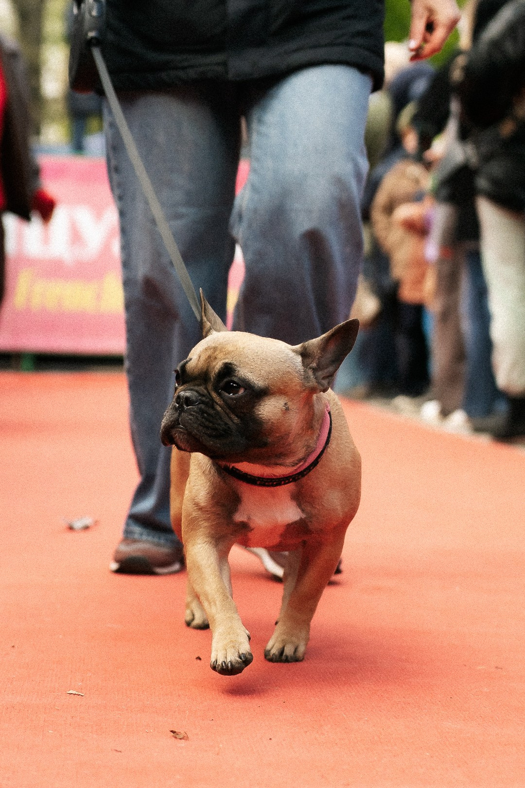 Парад Бульдогов. Axenov_eugene