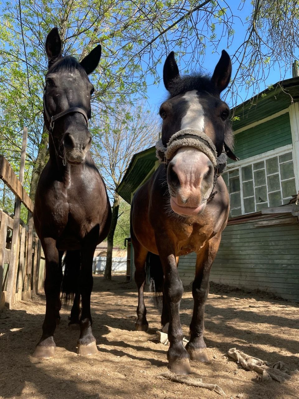 В мире животных. Фотокружок «Видоискатель» ГБОУ СОШ № 291