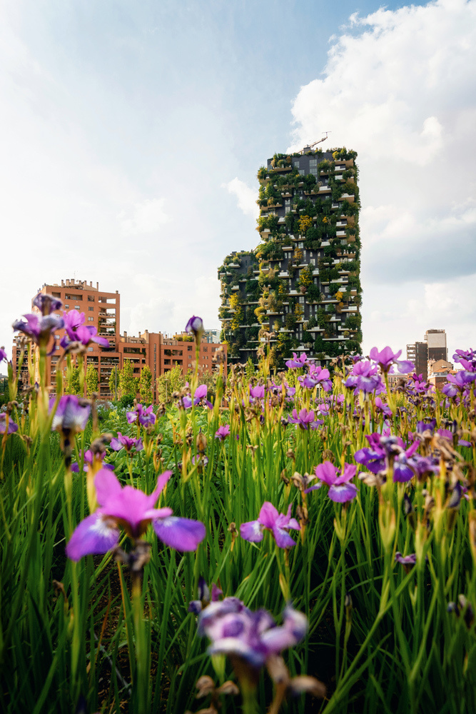 Milan, Italy. Iris flowers in the garden against the Bosco Verticale or Vertical Forest apartment buildings towers in Porta Nuova district.