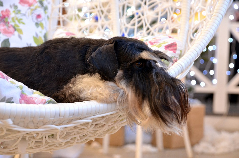 Питомник Делинсо Бэлэнс, щенки цвергшнауцера, купить щенка цвергшнауцера, питомник цвергшнауцеров, кобель цвергшнауцера для вязки, щенок цвергшнауцера, питомник цвергшнауцеров, черный с серебром, цверг, лучший питомник в беларуси
