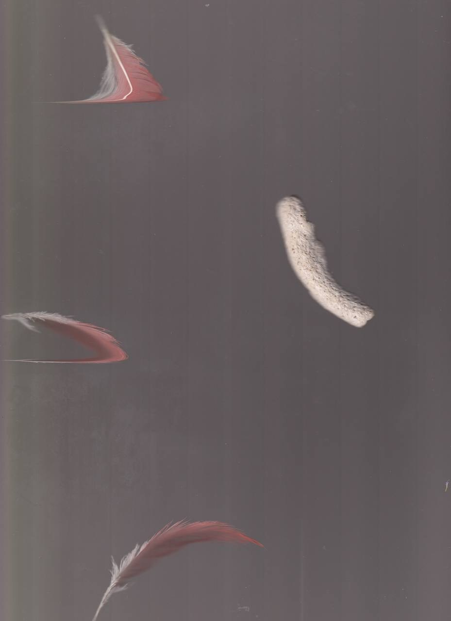 SEDIMENTS AND FOSSILS. Xexexena.ru