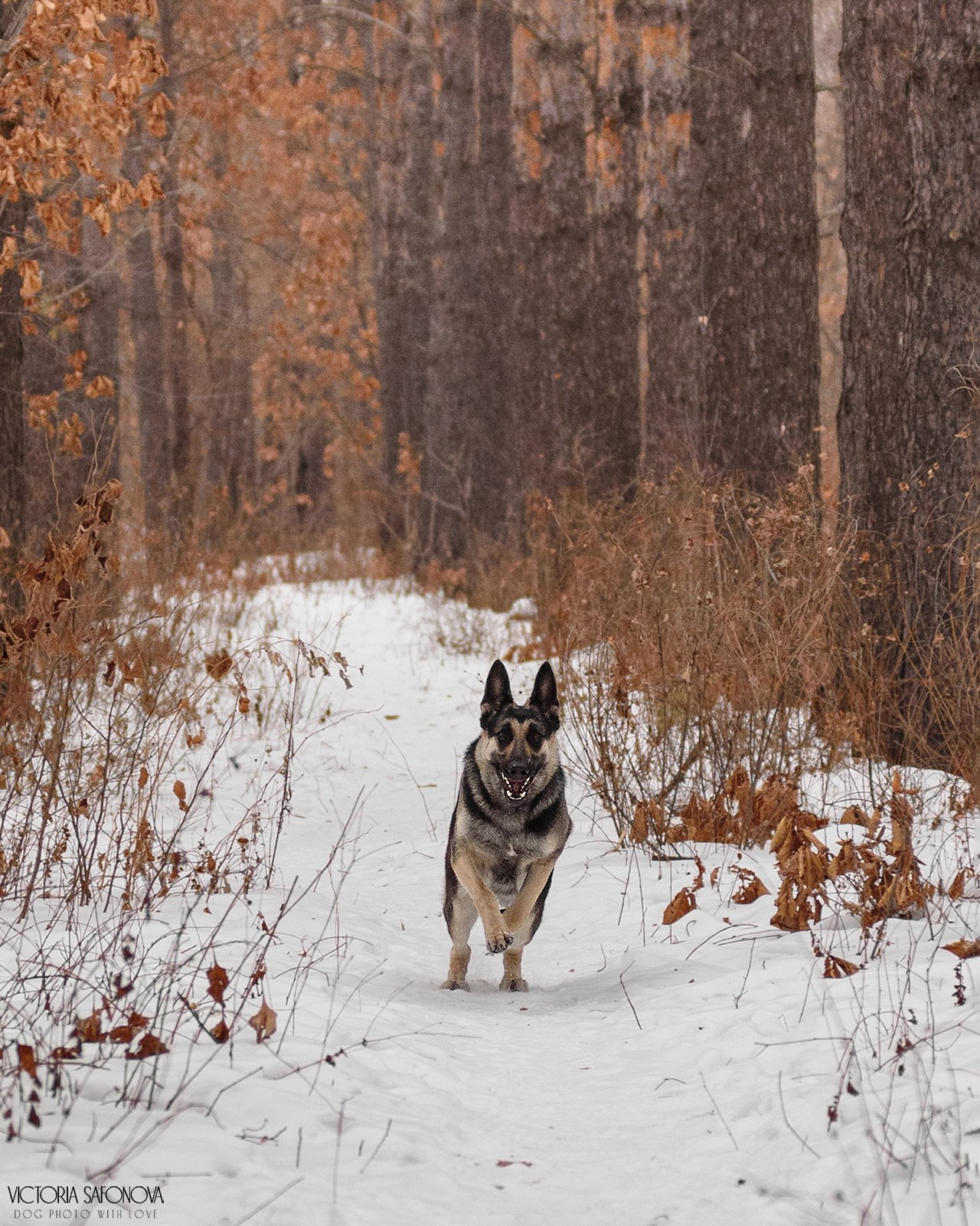 Одри 17.02.2024. Фотограф анималист Благовещенск. Сафонова Виктория