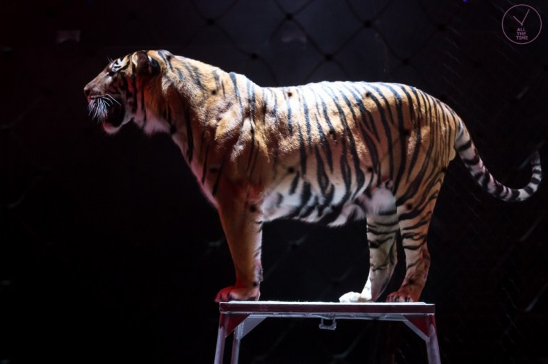 К.У.К.Л.А. Магия музыки в кадре: Концертная Фотография