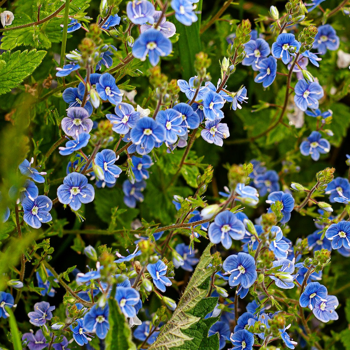 Травы. Природа севера