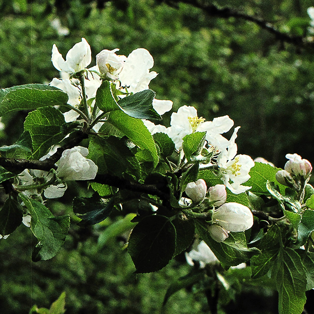 Деревья. Природа севера