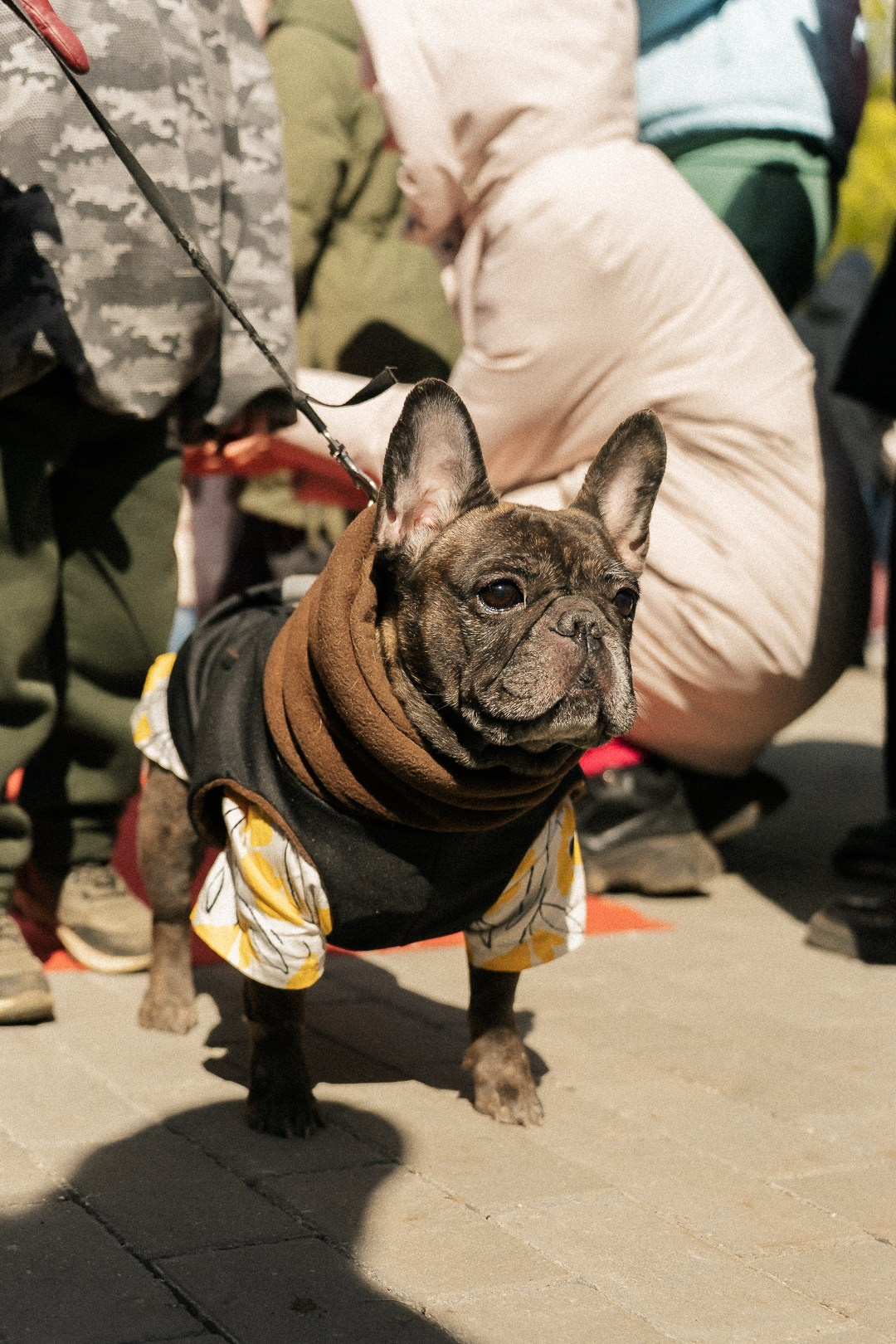 Парад Бульдогов. Axenov_eugene