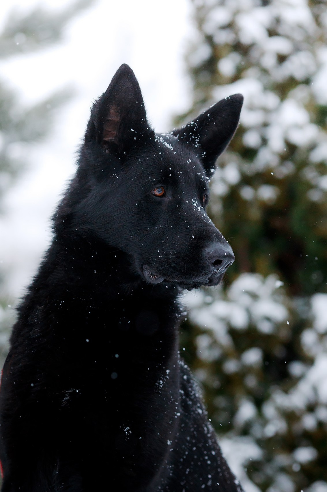 Зимние портреты. Фотограф-анималист Mary Mart — Москва, Питер