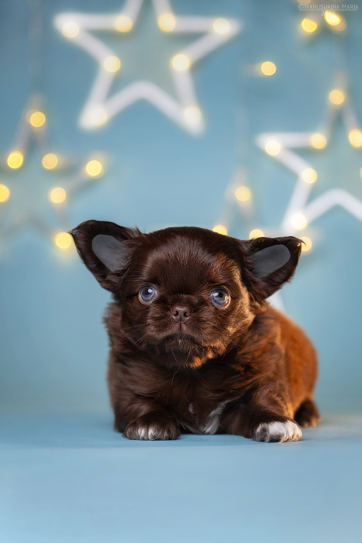 Фотосессия щенков на фонах. Фотограф собак в Москве и Московской области Иванушкина Мария