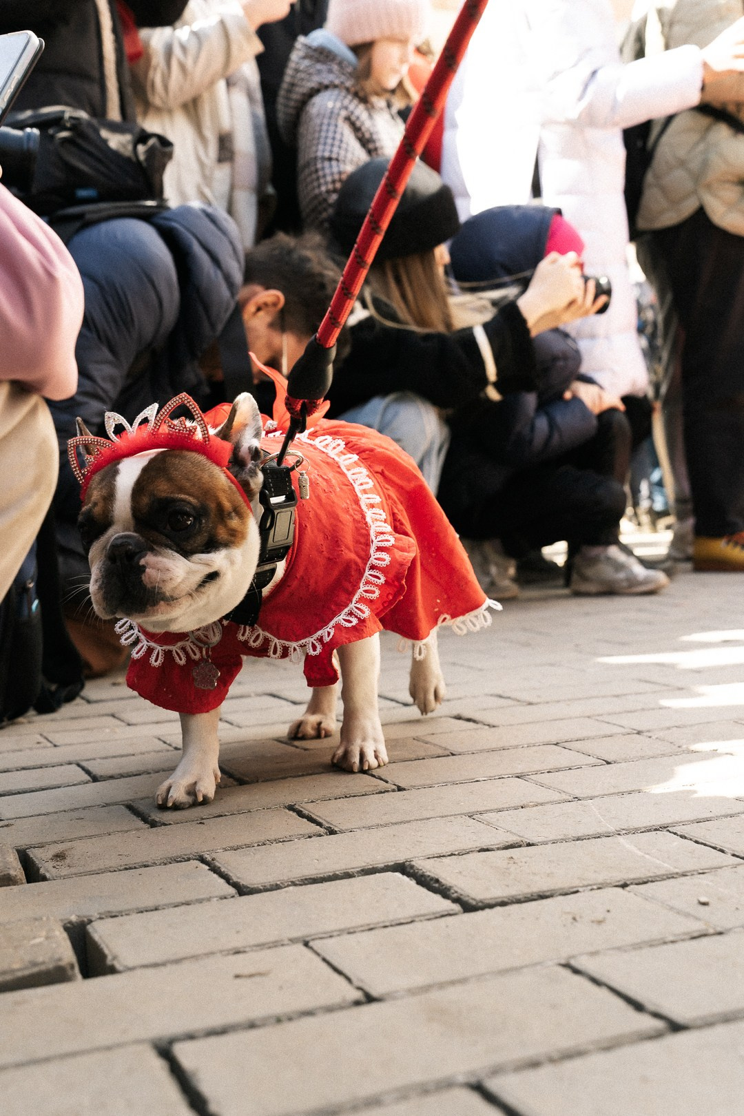Парад Бульдогов. Axenov_eugene