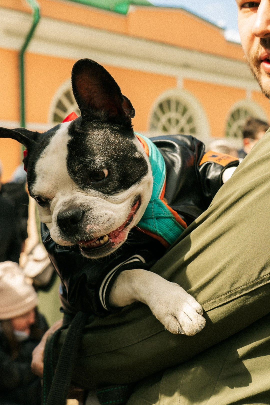 Парад Бульдогов. Axenov_eugene