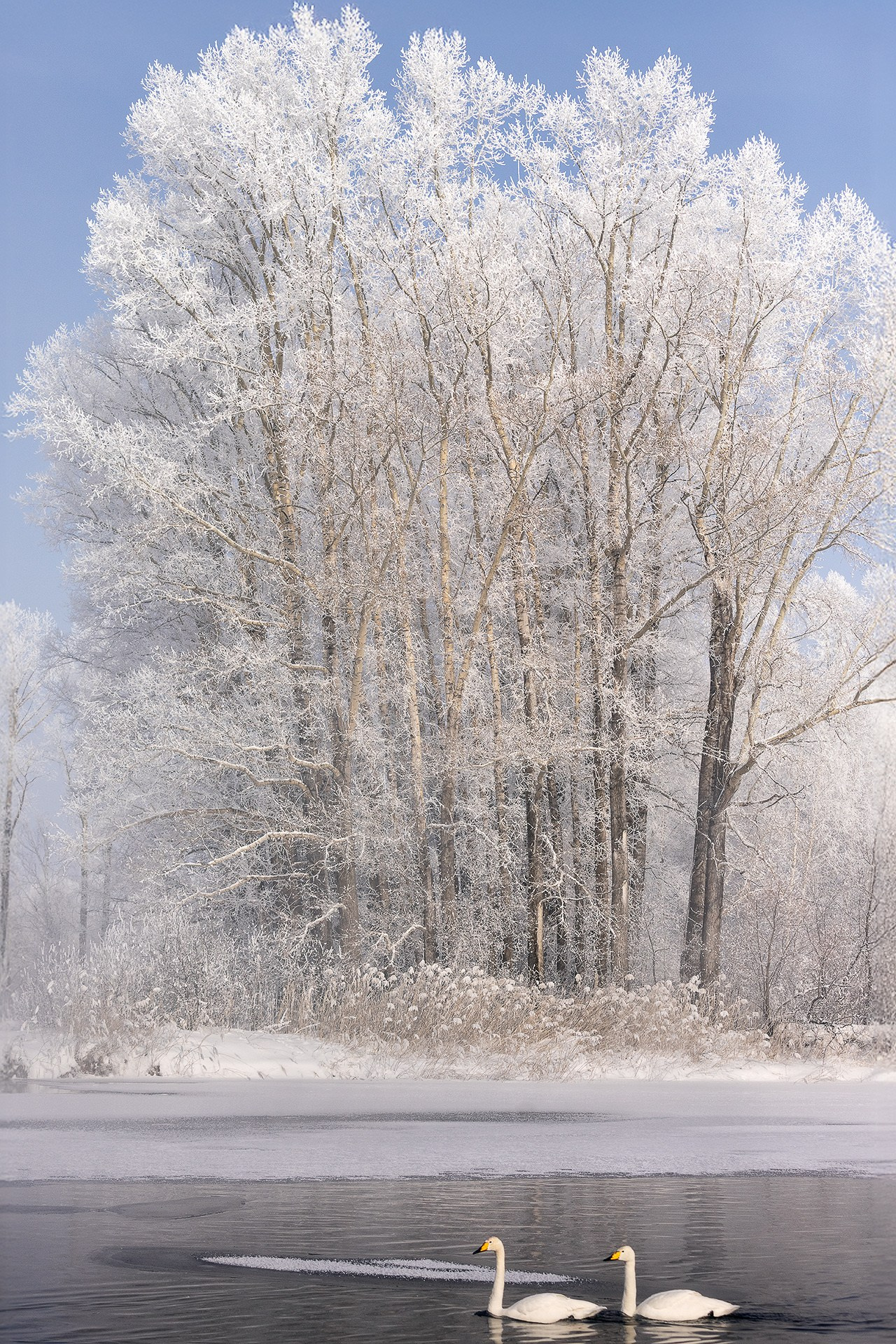 Заказник "Лебединый" | Фотограф Дмитрий Купрацевич. Дмитрий Купрацевич профессиональный пейзажный и travel-фотограф