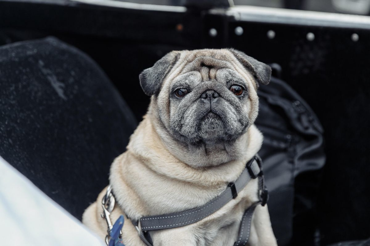 Репортажная съемка Международного фестиваля цветов 2018. Свадебный фотограф СПБ Михаил Песиков