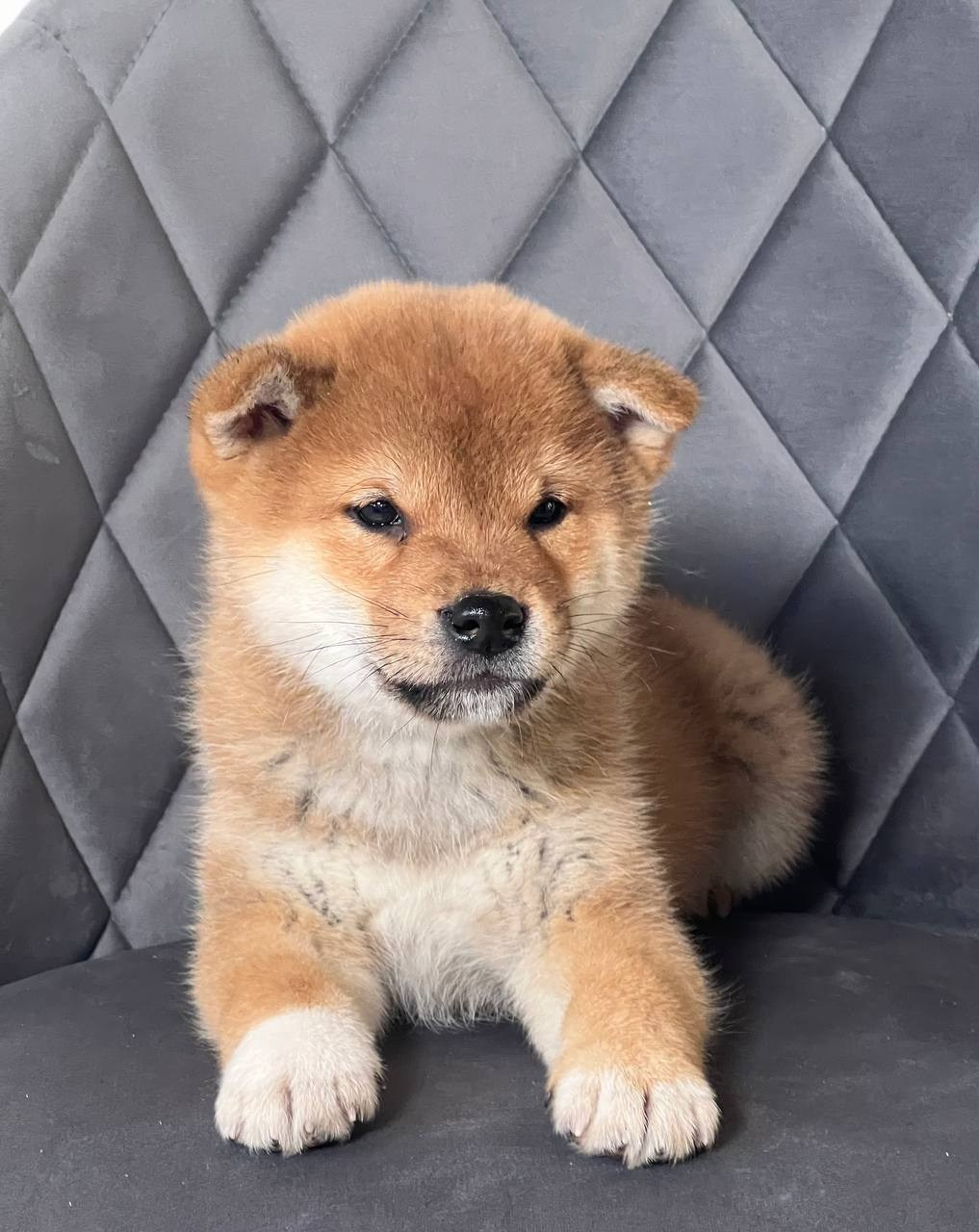 сиба питомник Рубилайт щенки на продажу rubylight  сиба щенки купить СПб Санкт-Петербург 