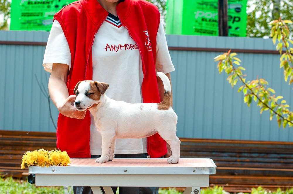 Джек рассел терьер. Гладкошерстная девочка Джек рассел терьер. У нас есть щенки на продажу. Классический окрас. Ровная маска. Джек рассел терьер. Щенки купить в Москве. Отличная анатомия. Ровные лапки. Ровный хвостик и спинка.