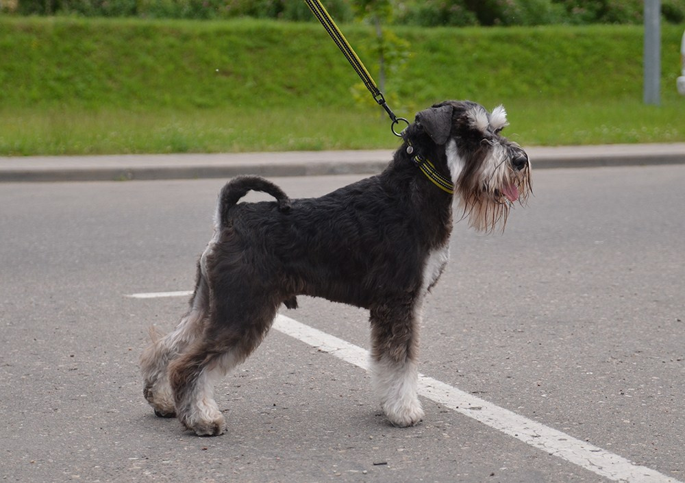 Зефир/ Delinso Balance Zyphеr. Питомник цвергшнауцеров в Беларуси «Делинсо Бэлэнс»