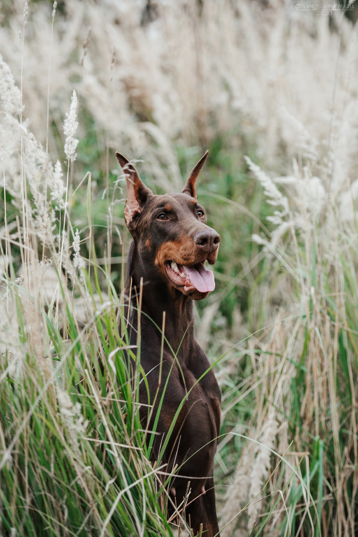 шоколадный доберман