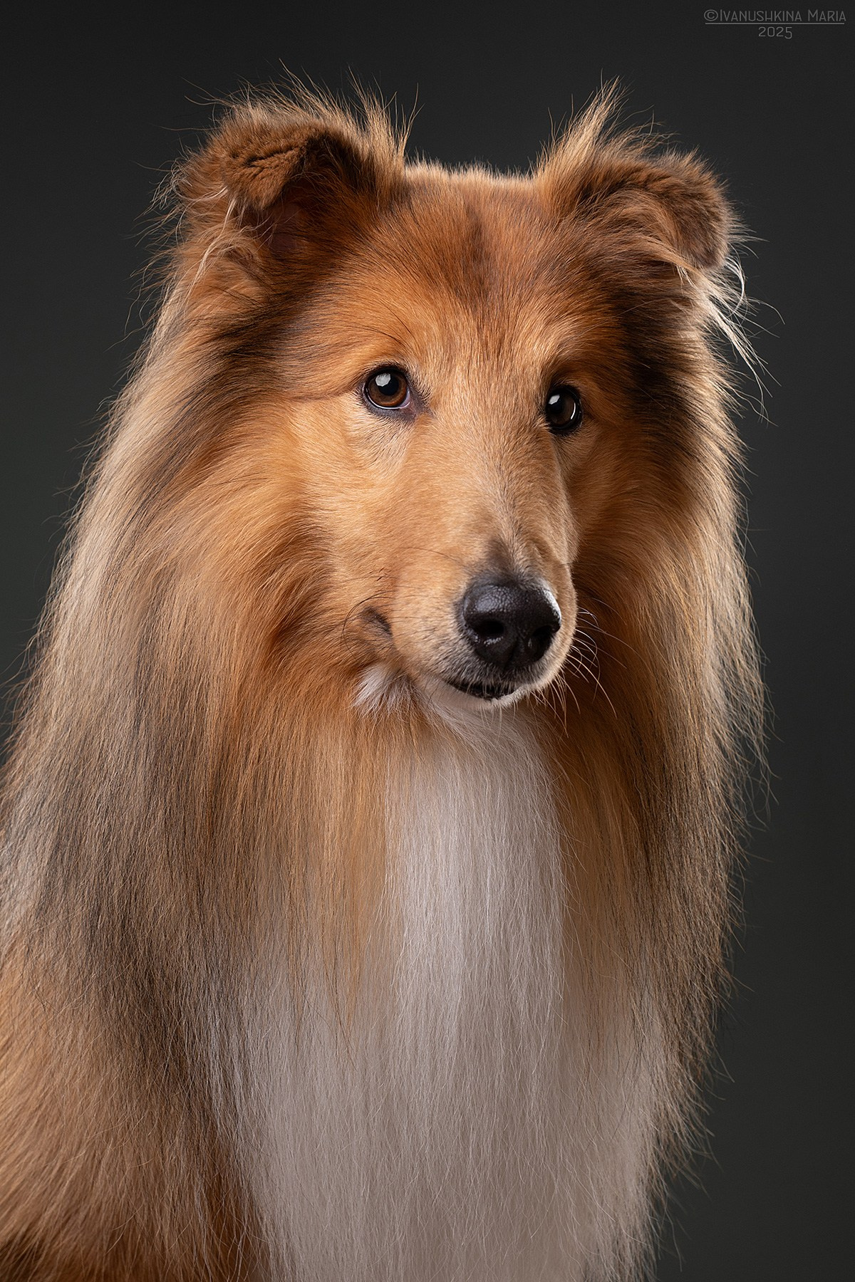 Фотосессия собаки в студии. Фотограф собак в Москве и Московской области Иванушкина Мария