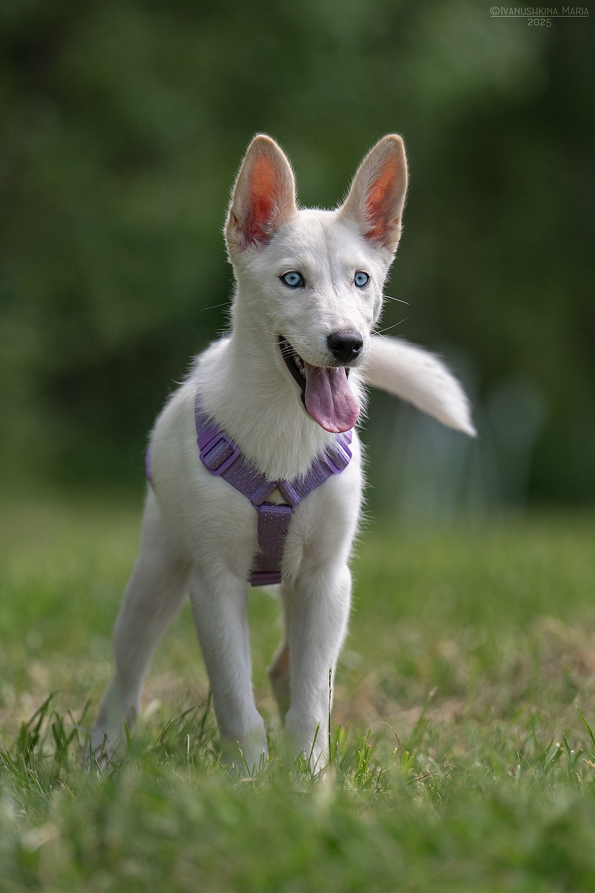 Пиарные фотосессии собак на пристройство. Фотограф собак в Москве и Московской области Иванушкина Мария