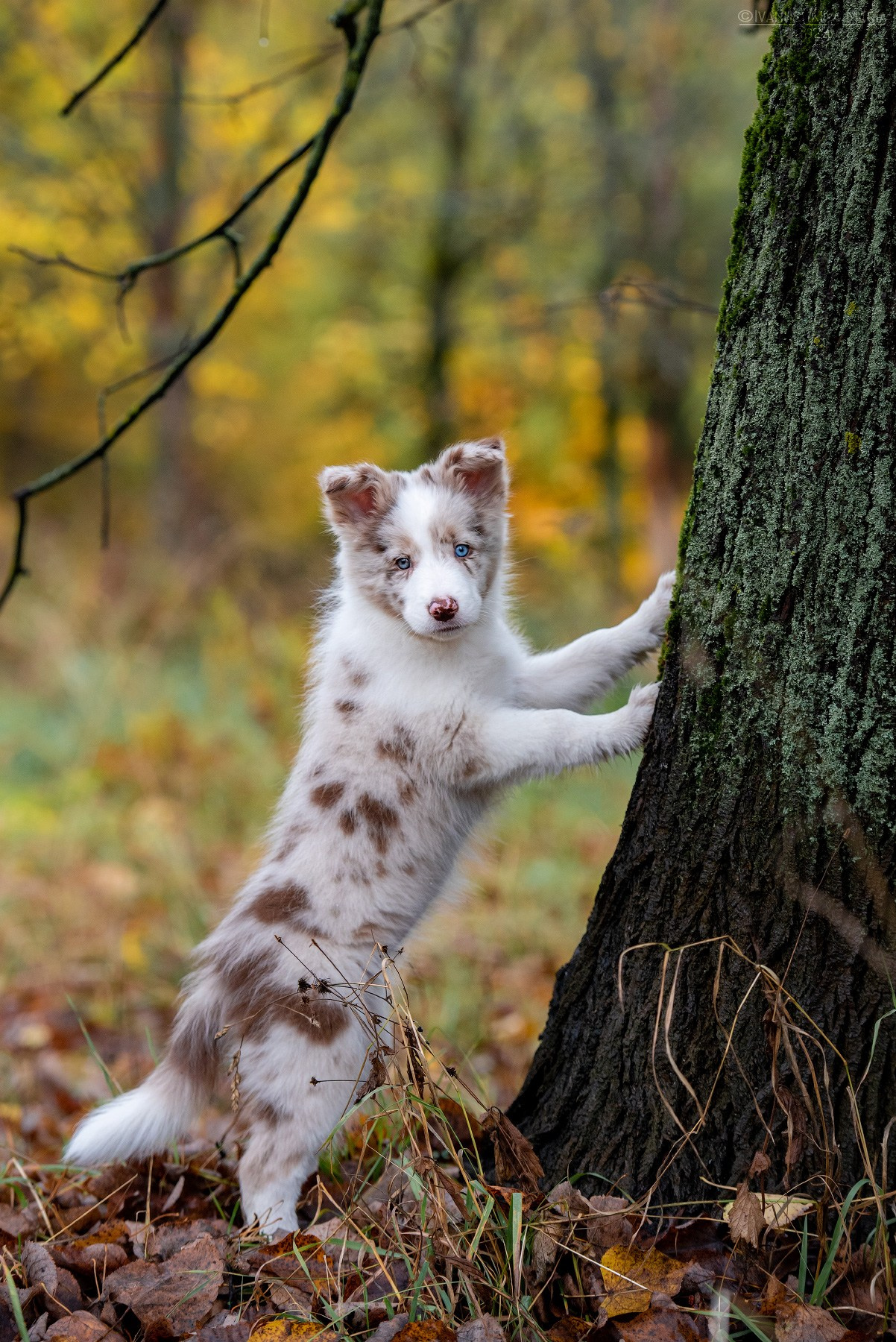 Фотосессия щенков на продажу. Фотограф собак в Москве и Московской области Иванушкина Мария