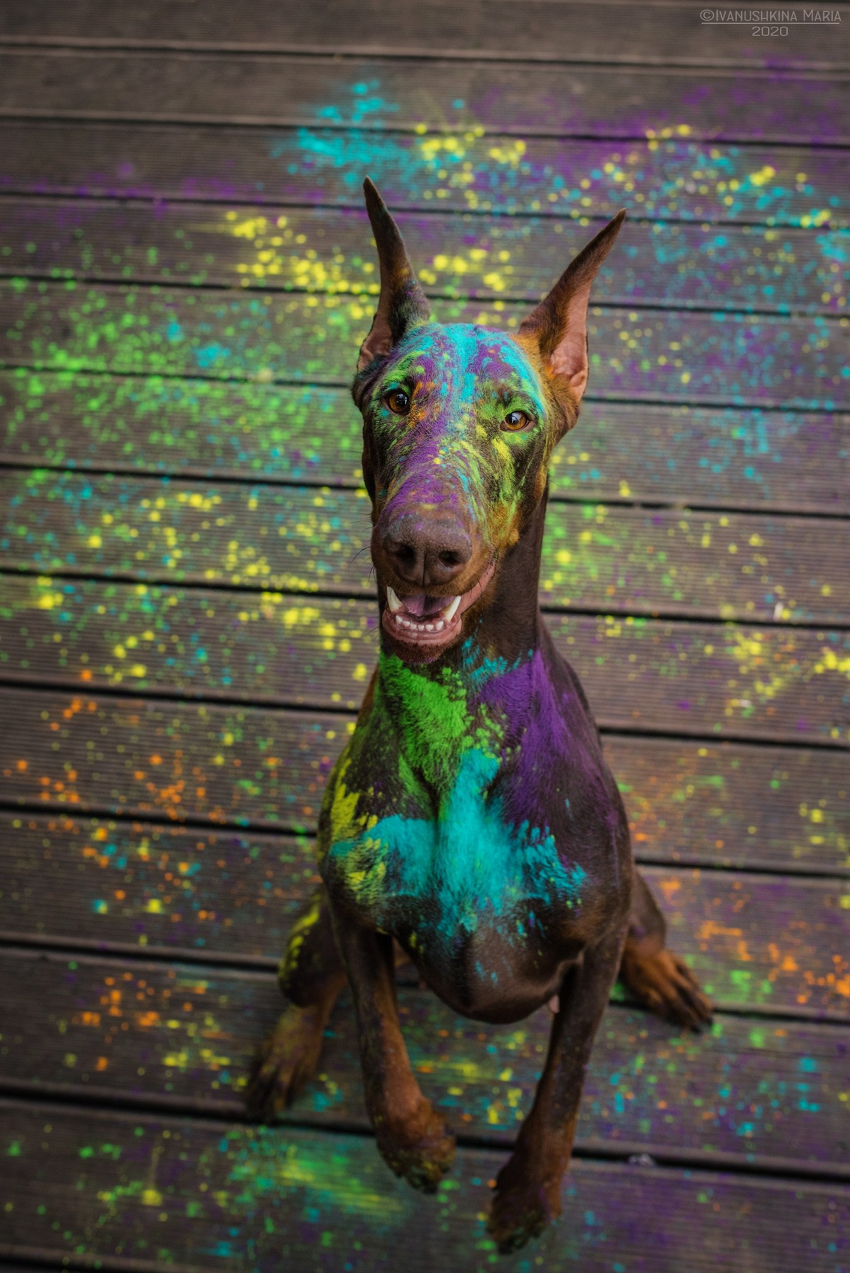 Фотосессия собаки с красками холи. Фотограф собак в Москве и Московской области Иванушкина Мария