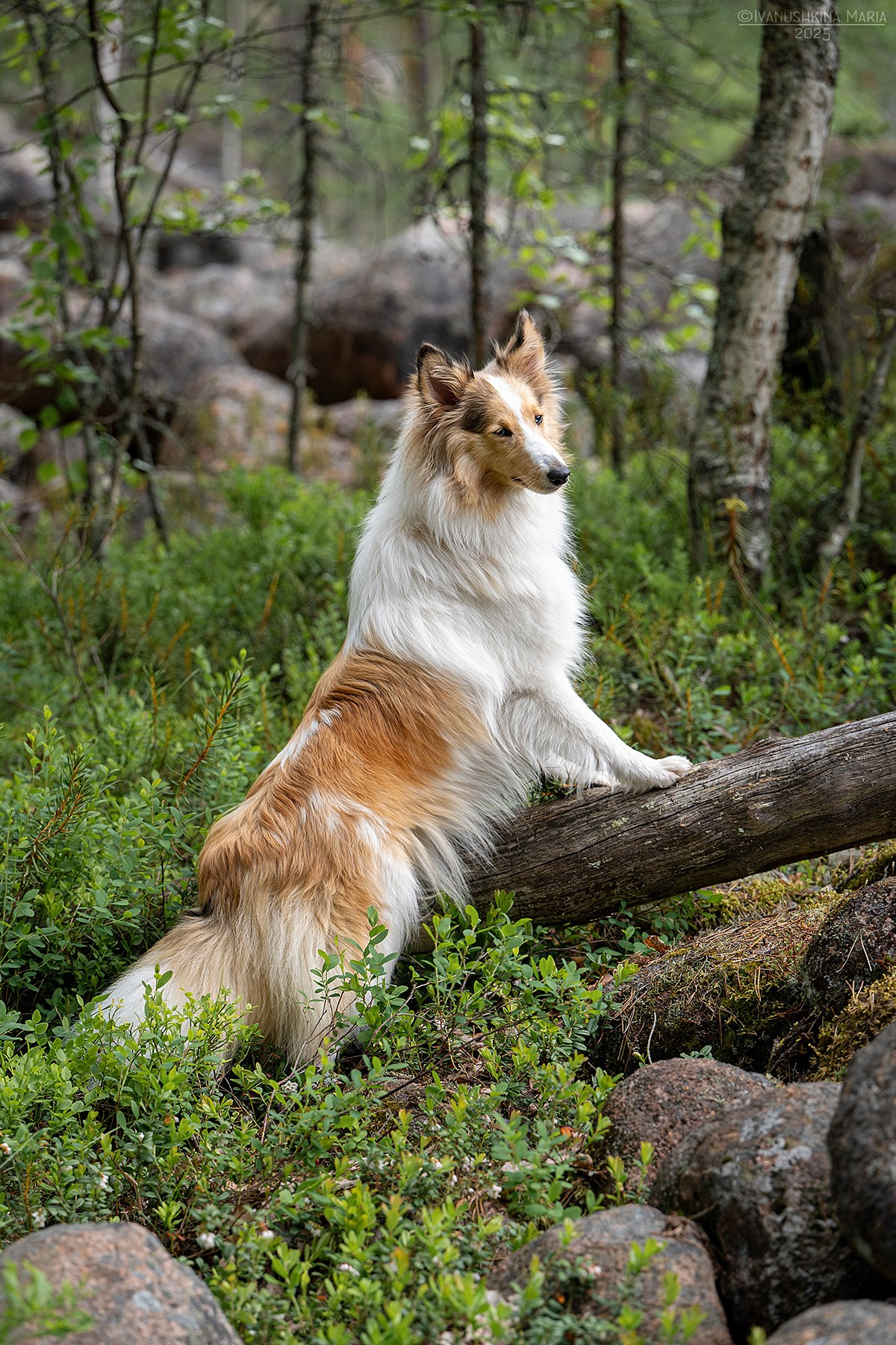 Фотограф-анималист. Фотограф собак в Москве и Московской области Иванушкина Мария