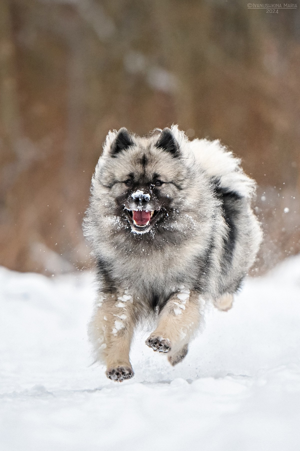 вольфшпиц кеесхонд