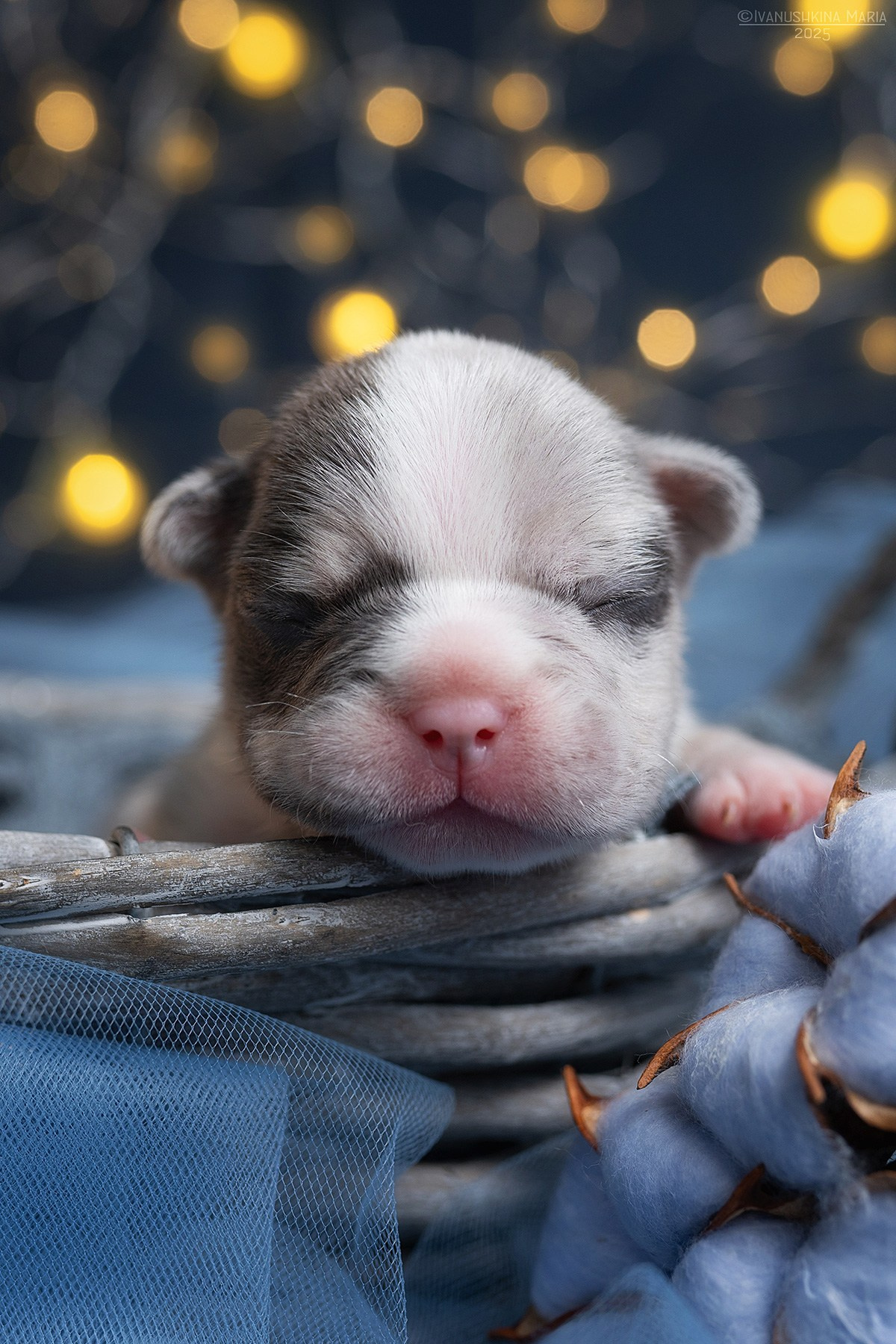 Ньюборн фотосессия щенков. Фотограф собак в Москве и Московской области Иванушкина Мария
