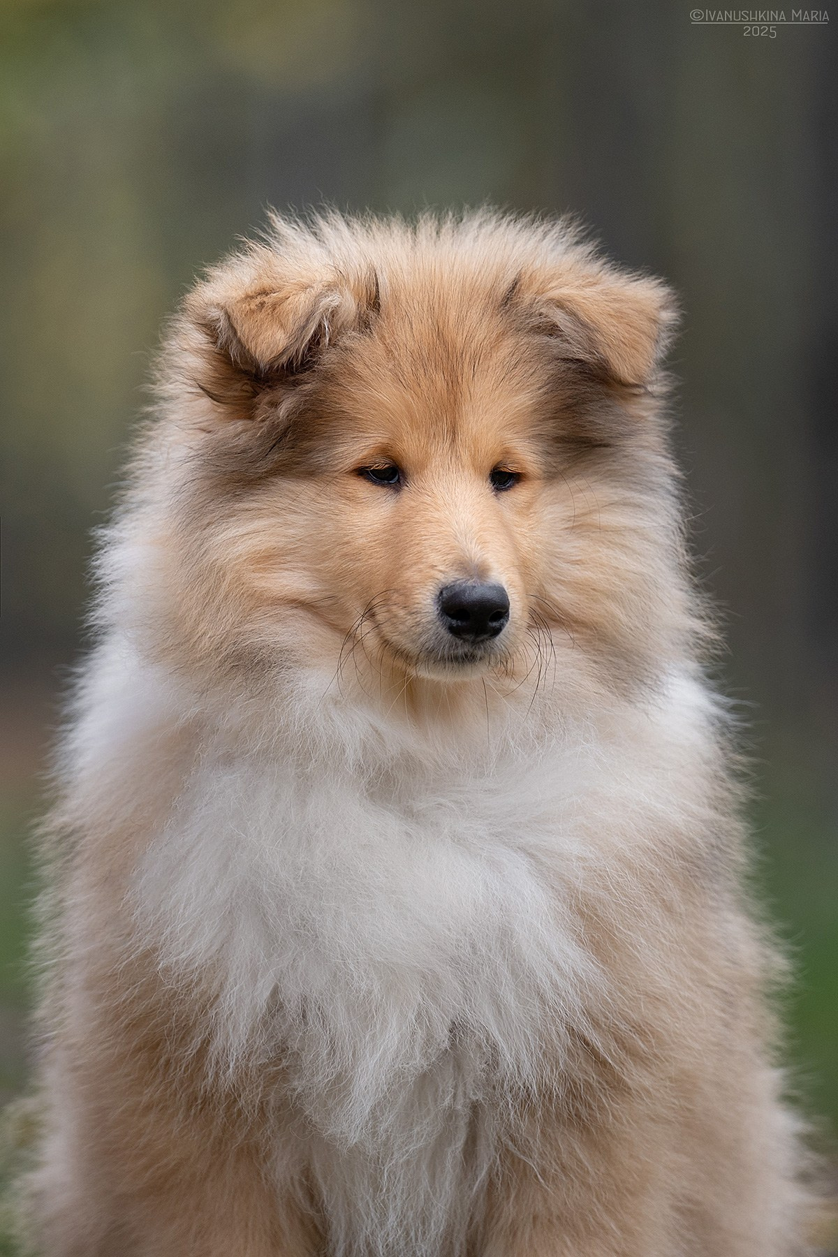 Фотосессия щенков на продажу. Фотограф собак в Москве и Московской области Иванушкина Мария