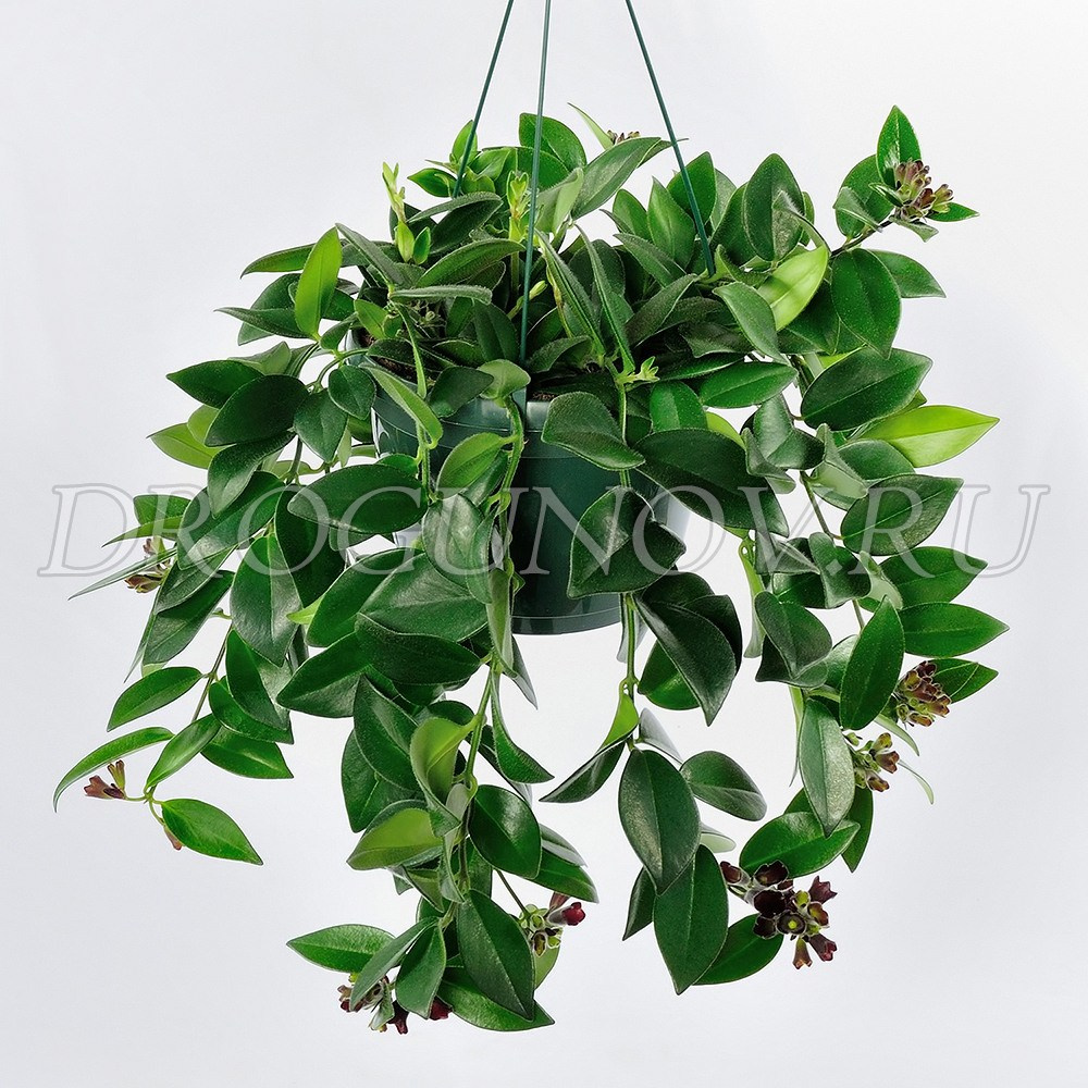 цветок вьющийся подвешенный