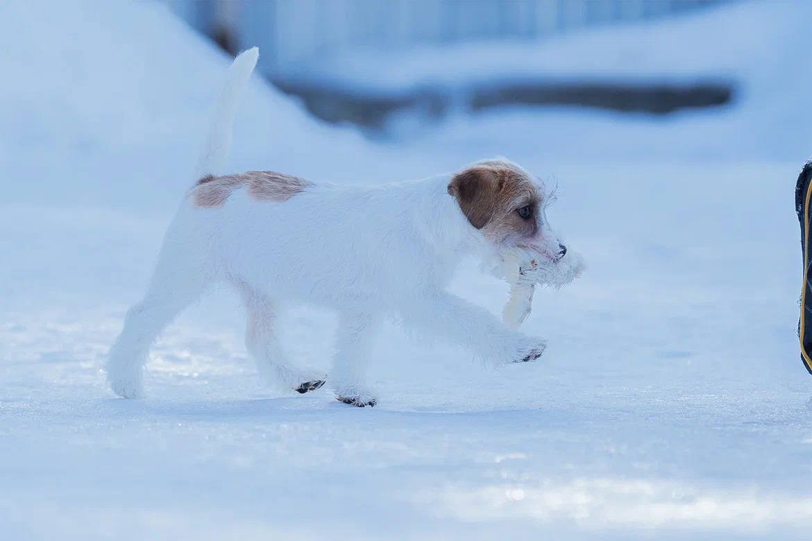 Сука 4. Lovely-Orange питомник джек рассел терьеров