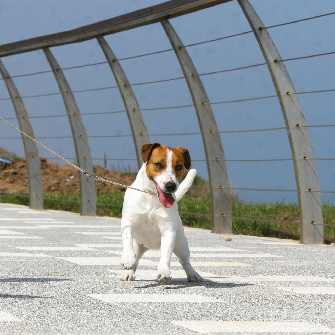 Diskaydzheks Uma Turman. Lovely-Orange питомник джек рассел терьеров