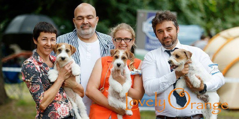 Lovely-Orange питомник джек рассел терьеров