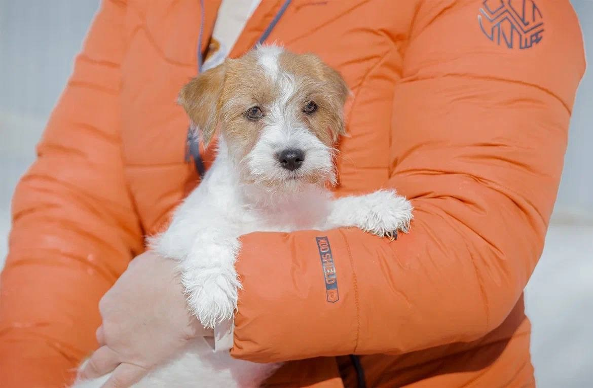 Сука 4. Lovely-Orange питомник джек рассел терьеров