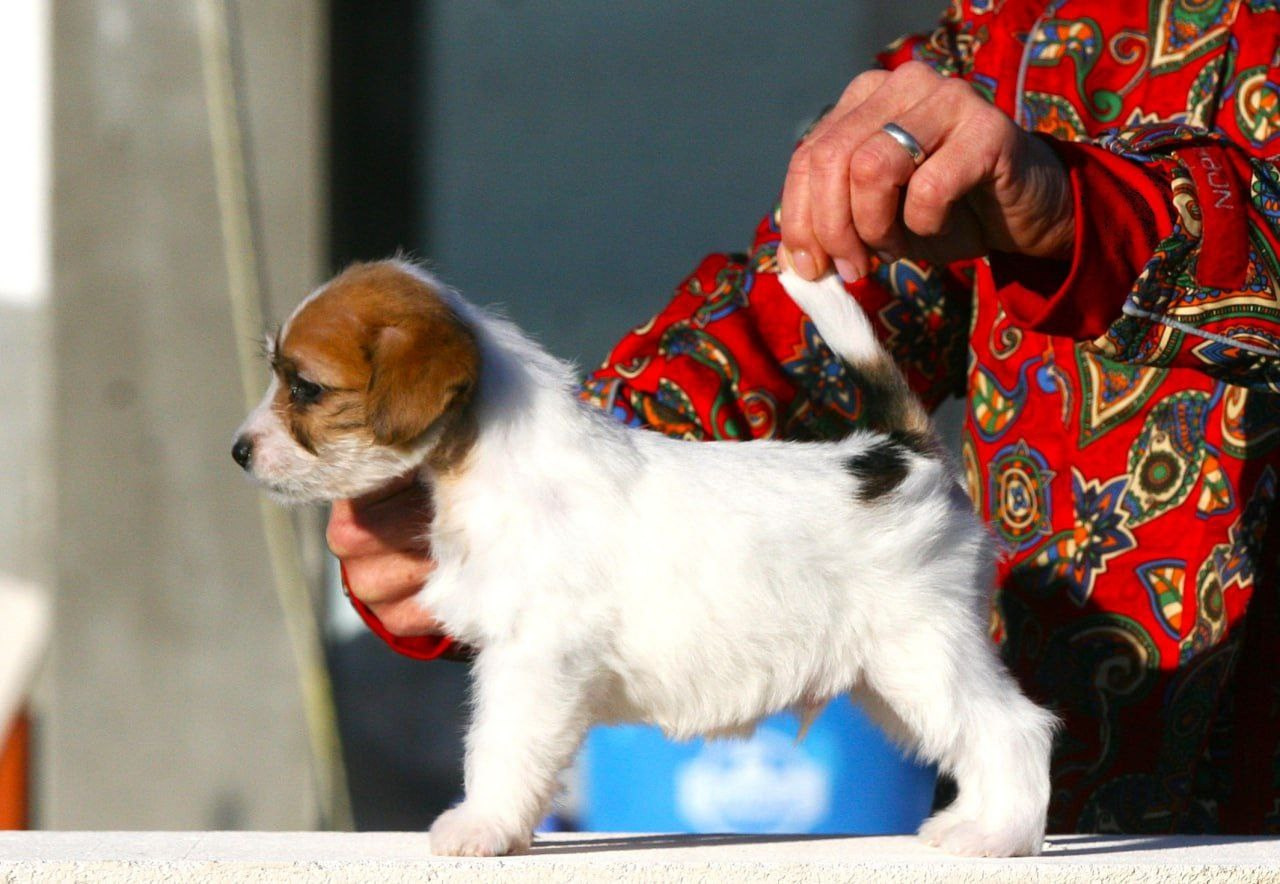 Кобель 2. Lovely-Orange питомник джек рассел терьеров