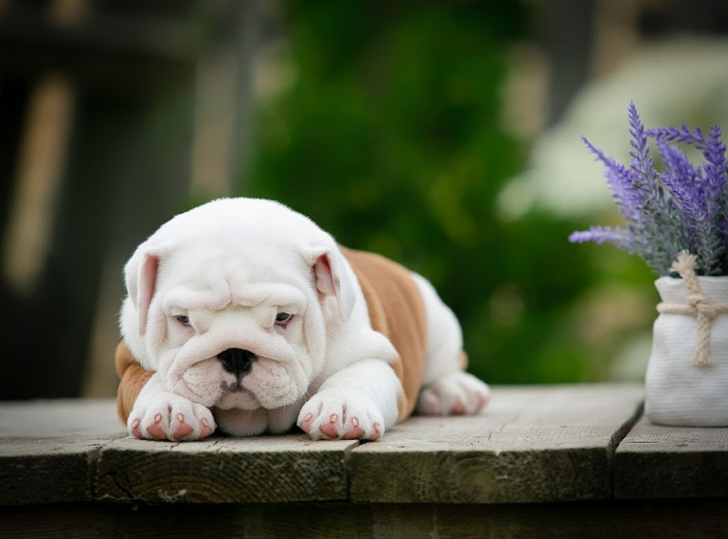 Бульдоги. Алена Кузьминская фотограф анималист Рыбинск