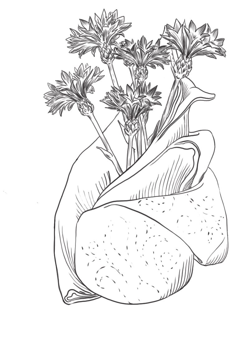 ЗАСТОЛЬЕ КАК ИСКУССТВО. ТРАПЕЗЫ В РОССИИ В XVIII — НАЧАЛЕ XX ВЕКА: МЕНЮ, СЕРВИРОВКА, ЭТИКЕТ. Официальный сайт художника Перепеченовой Анны