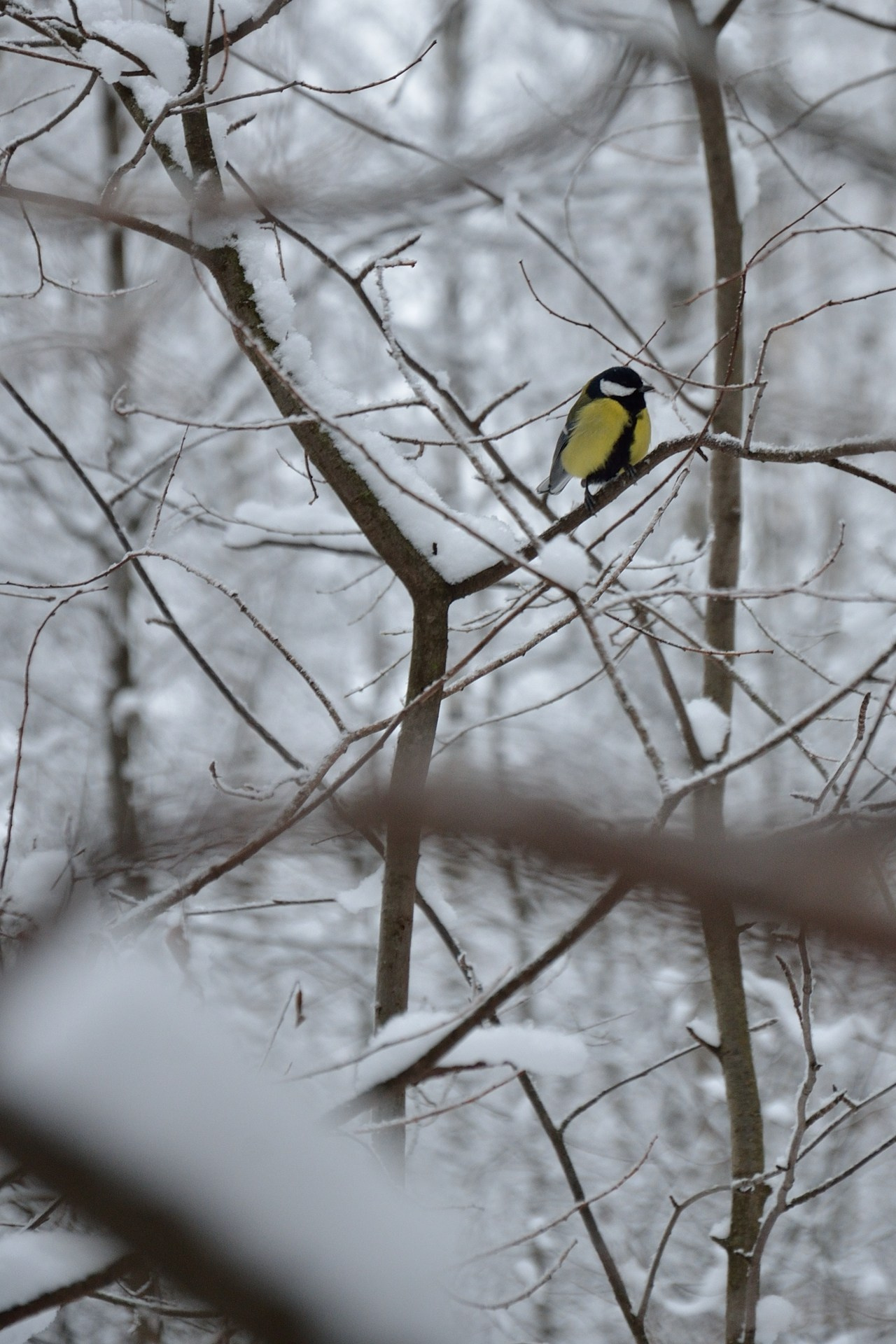 Экскурсия в парке «Сосновка». Добро пожаловать на мой сайт, меня зовут Наталия, я фотограф