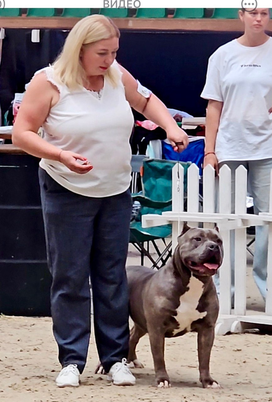 Участие в выставках. Американские булли XL в г. Калининград. Питомник Great Bully UNIVERSE