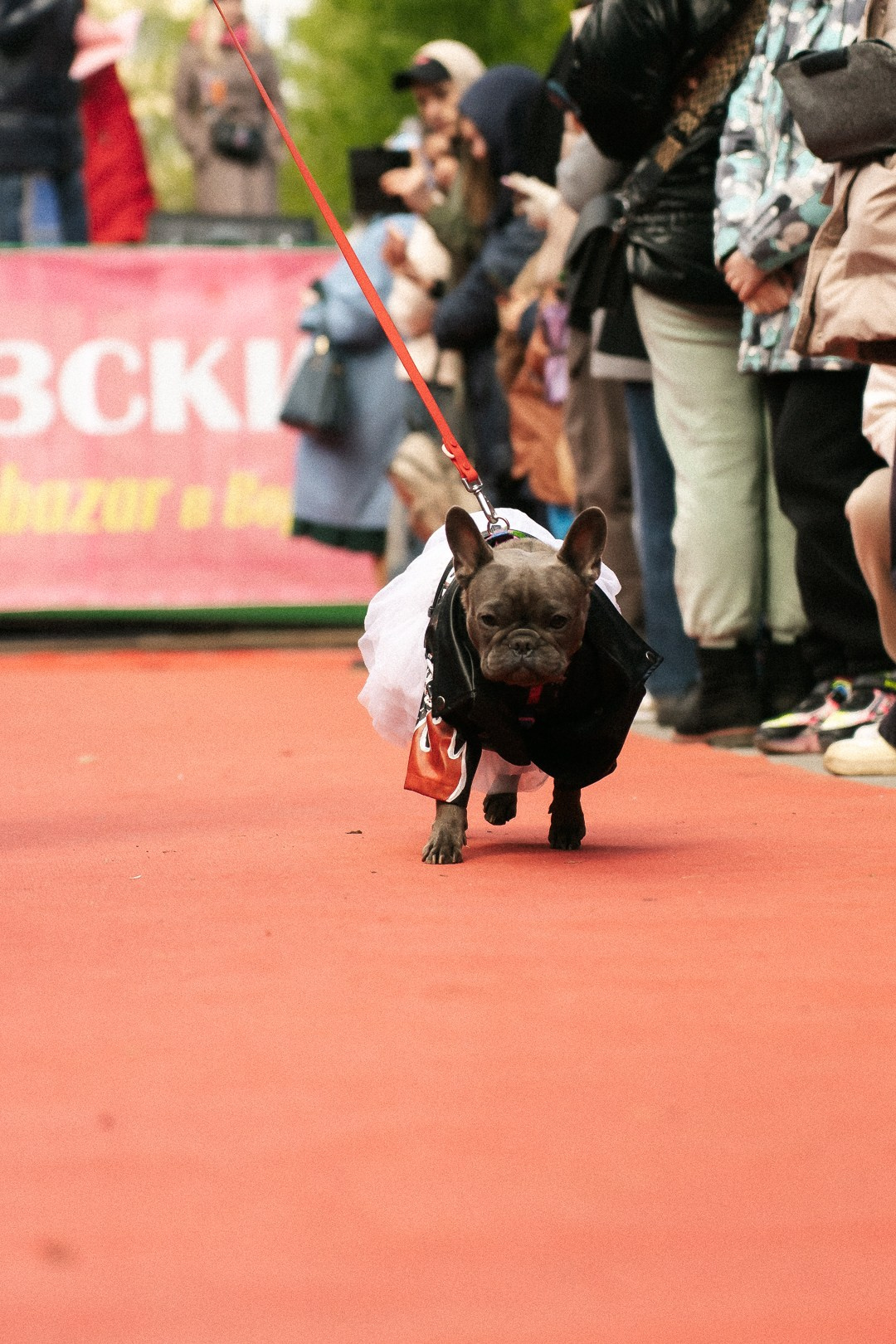 Парад Бульдогов. Axenov_eugene