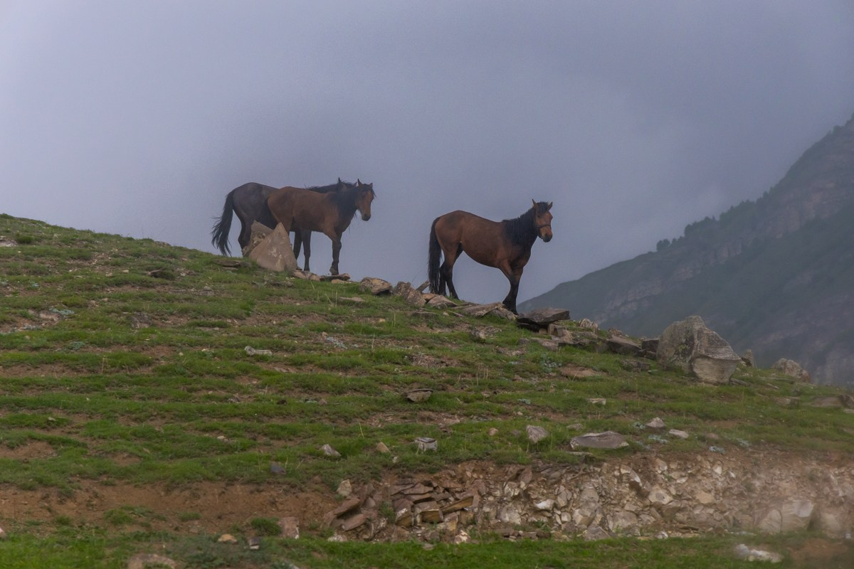 Животные. Photomantis