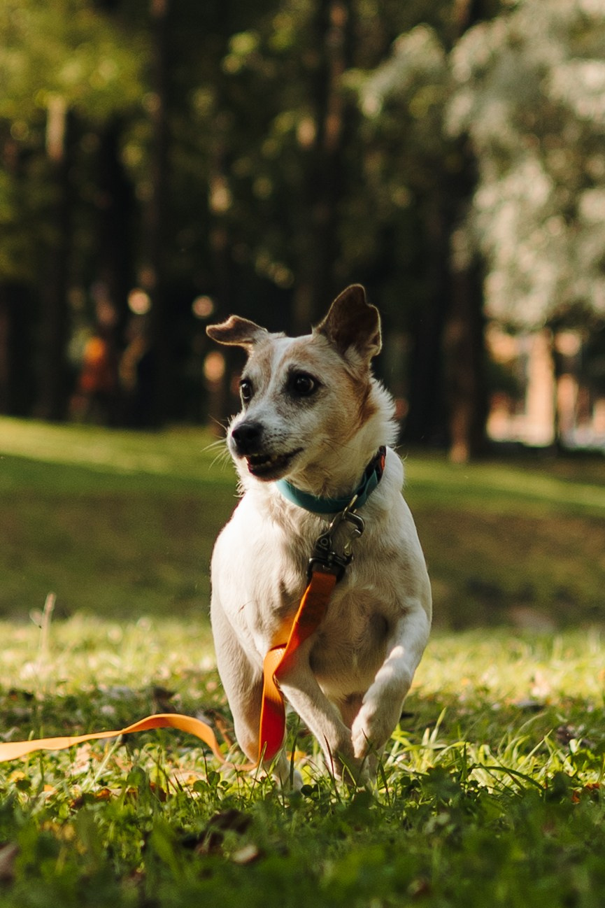 Ольга и Елена, Баркли и Шерлок. Фотограф животных Евгения Верцинская