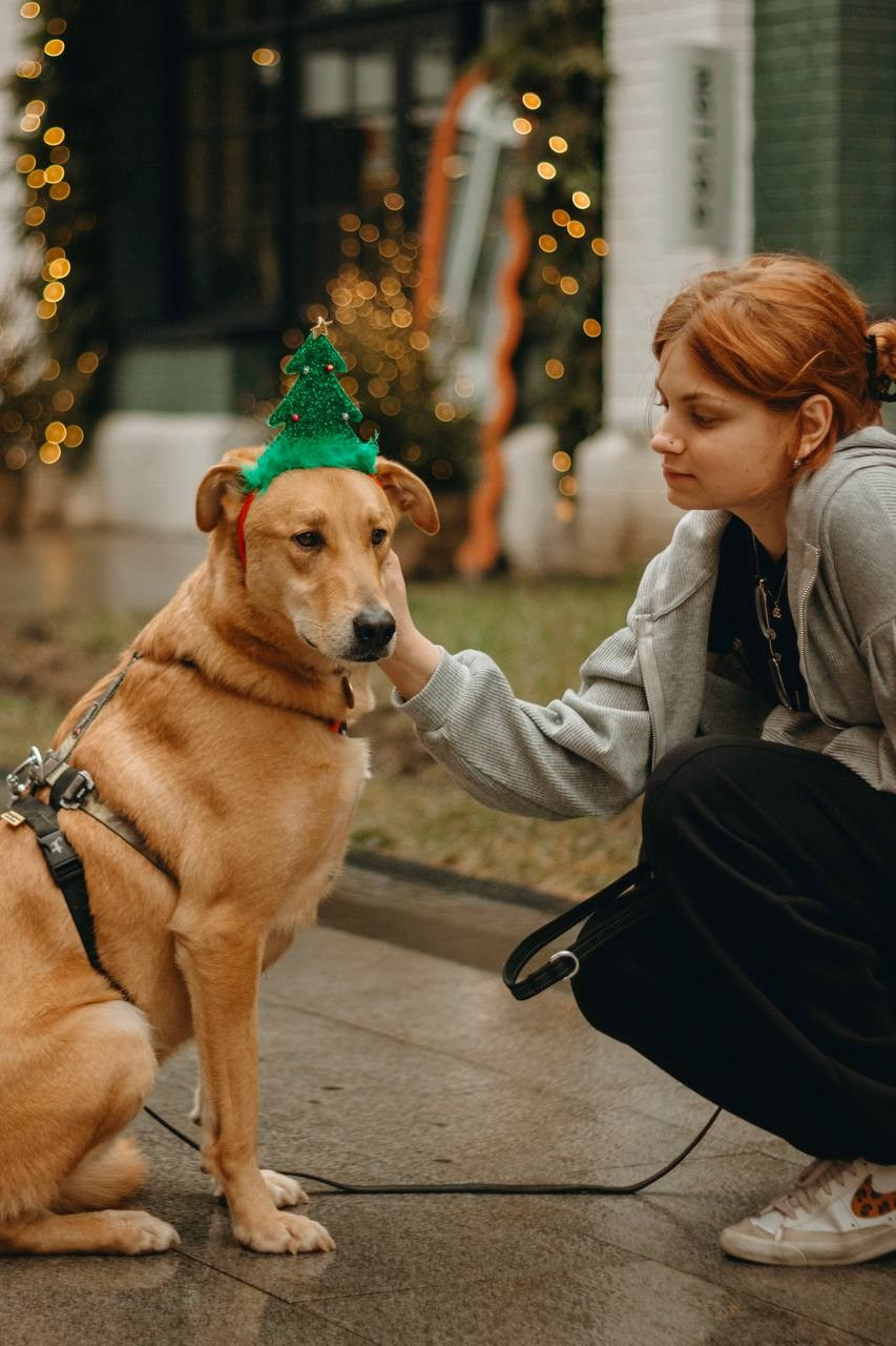 Прогулки и волонтерство. Забери домой друга
