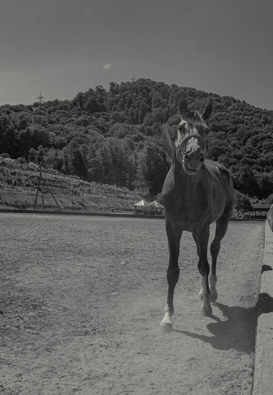 Фотосессия на конюшне в Сочи. Портфолио фотографа Анастасии Блохиной