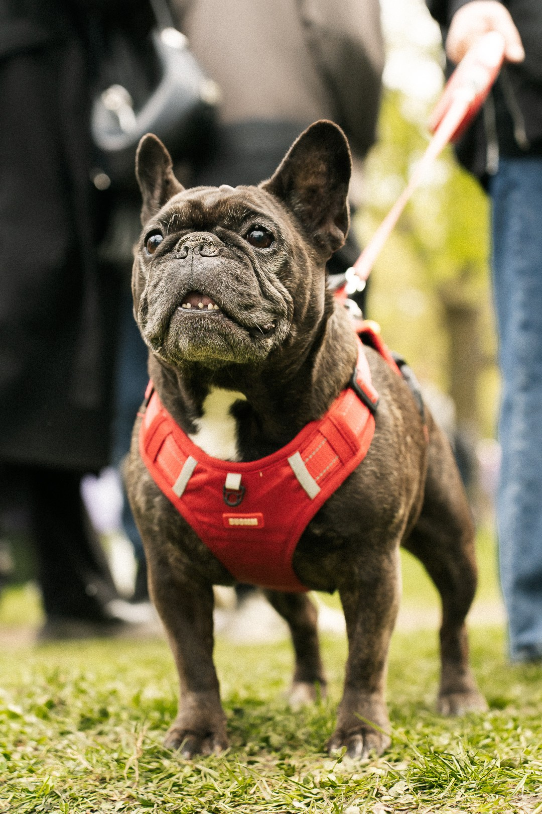 Парад Бульдогов. Axenov_eugene