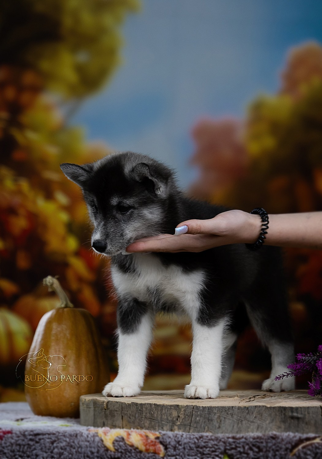 Щенки сибирского хаски из питомника. Питомник собак Акита, Хаски, Корги