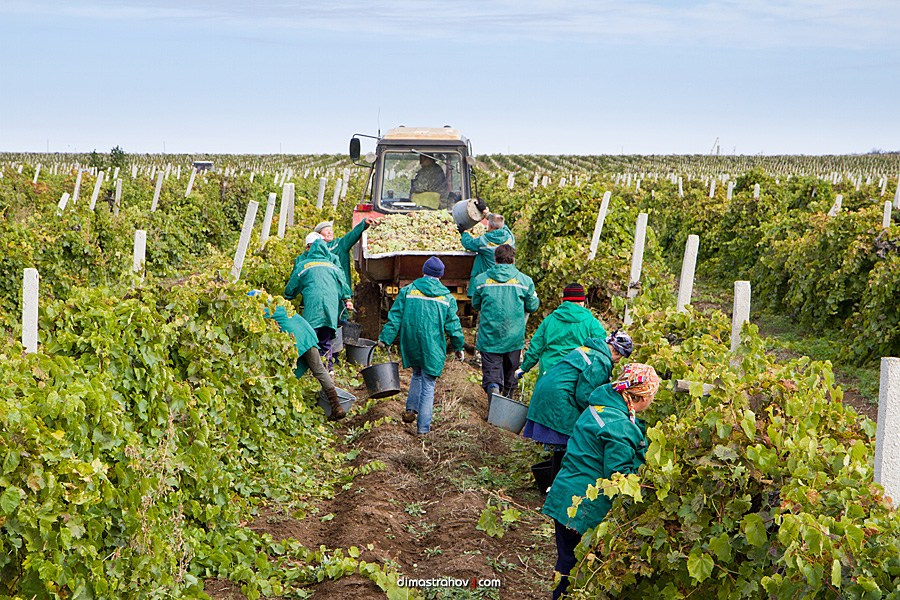 Винзавод Качинский +. Свадебный фотограф, фотосъемка в Крыму, Севастополе, Симферополе, Ялте