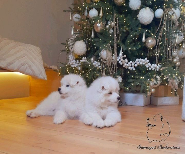 Помет «Р» 04.10.2023 д. р. Самоед Новосибирск