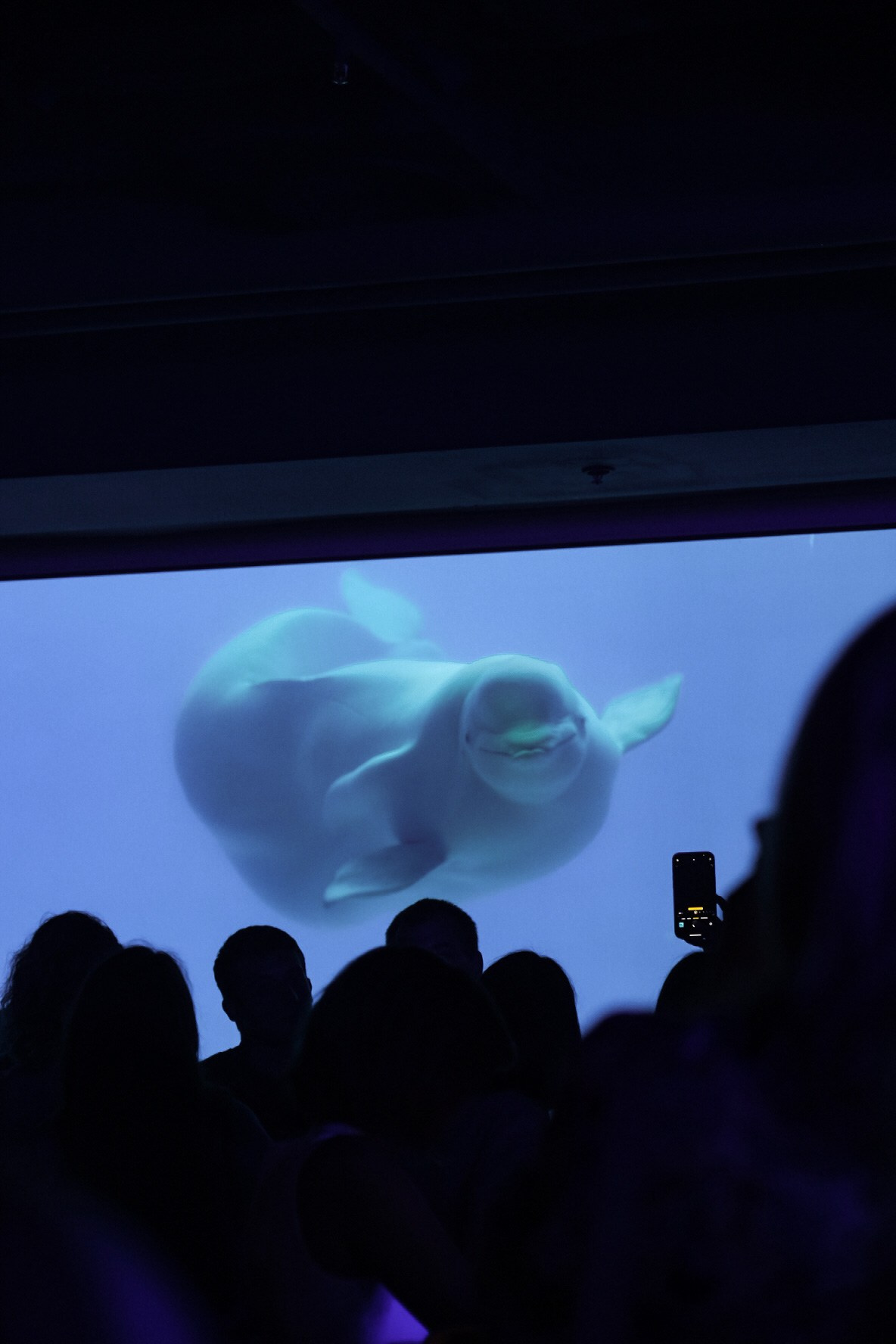 Концерт Juke Box Trio. Фотограф Москва, Екатерина Коломина-Процкая